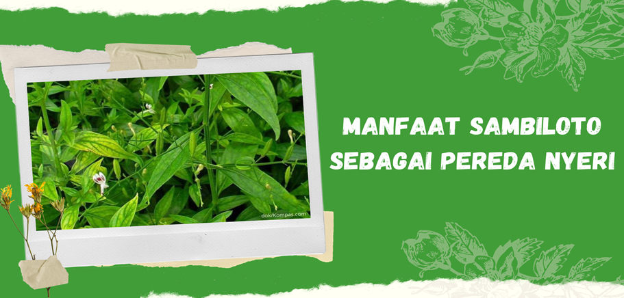 Manfaat Sambiloto Sebagai Pereda Nyeri Manfaat Sambiloto Sebagai Pereda Nyeri